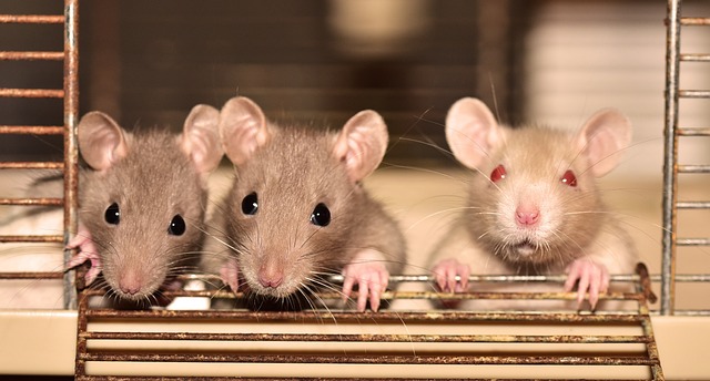 Les secrets pour se débarrasser rapidement des souris