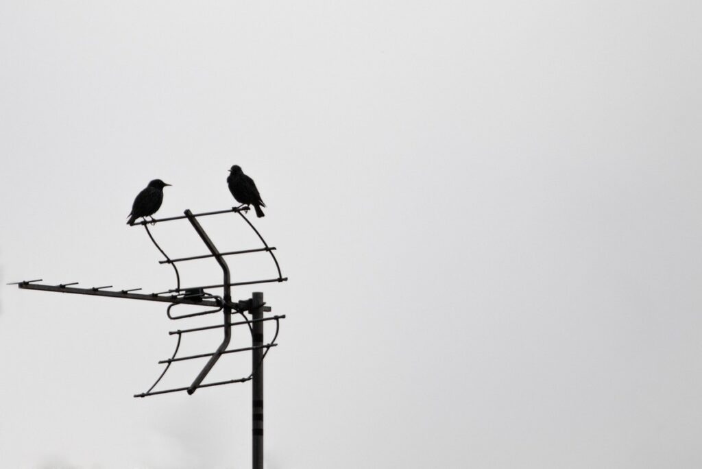 Deux corbeaux se reposent sur l'antenne face au ciel nuageux