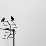 Deux corbeaux se reposent sur l'antenne face au ciel nuageux