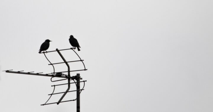 Deux corbeaux se reposent sur l'antenne face au ciel nuageux